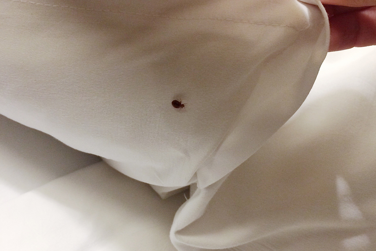 Désinsectisation punaise de lit expert