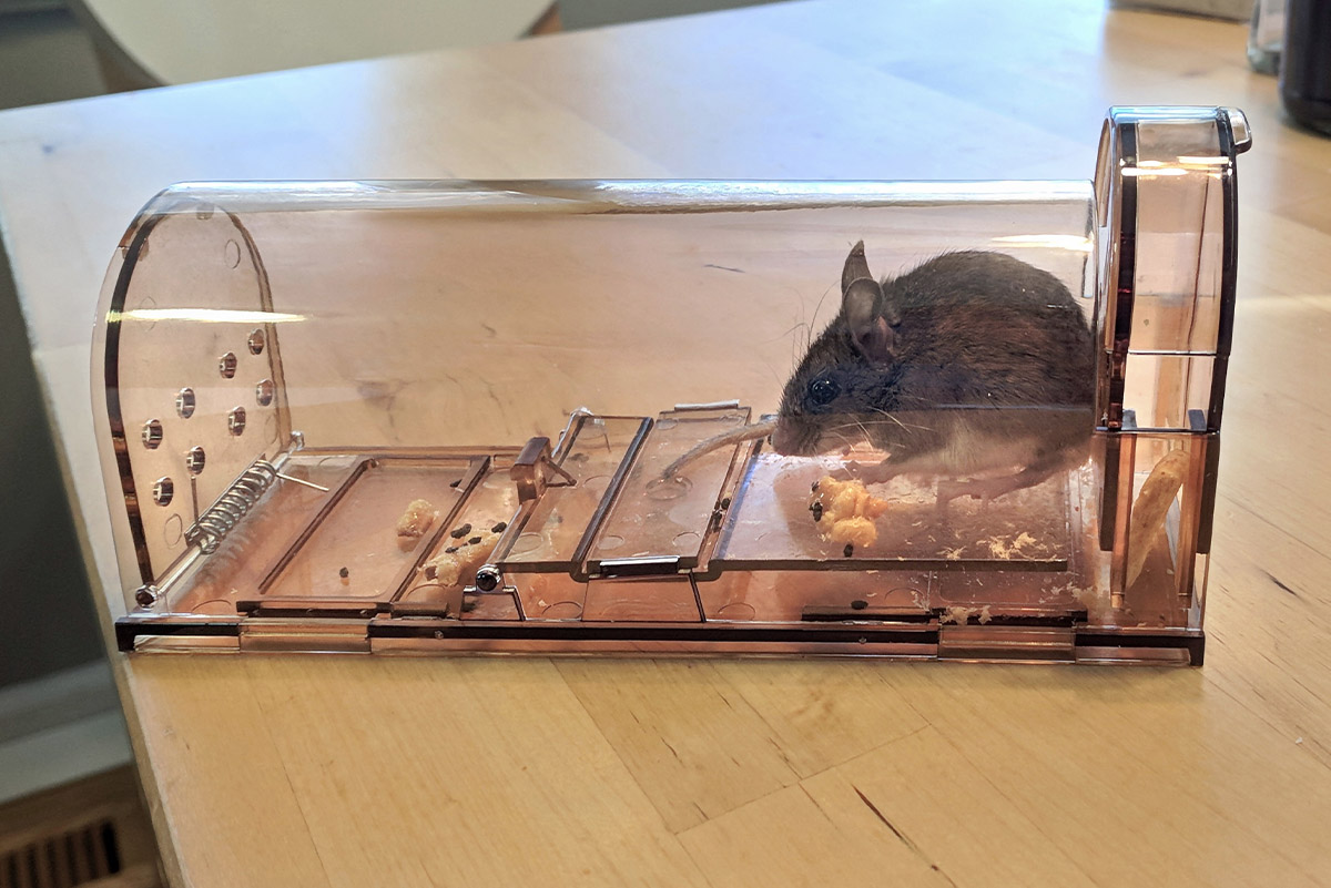 Piegeage animal expert