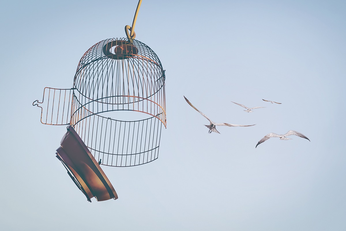 Relache oiseau pigeon