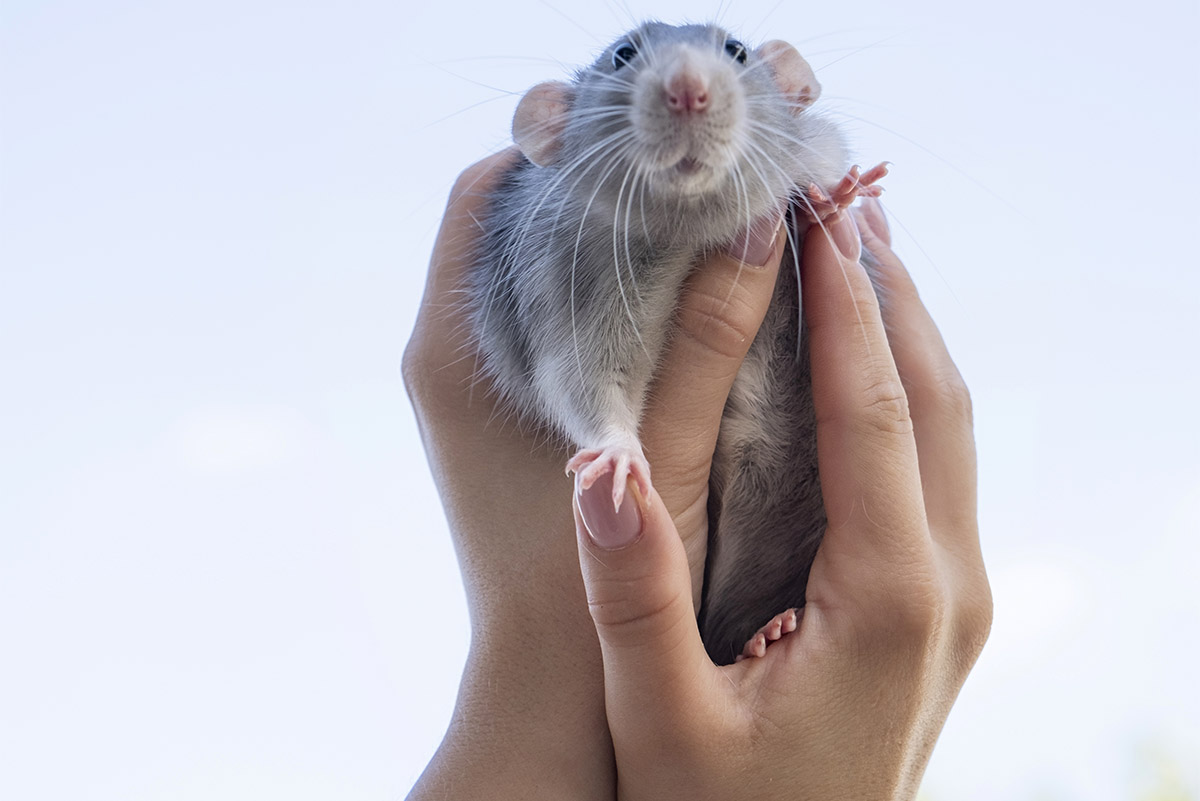 Retrait d'animal nuisible expert