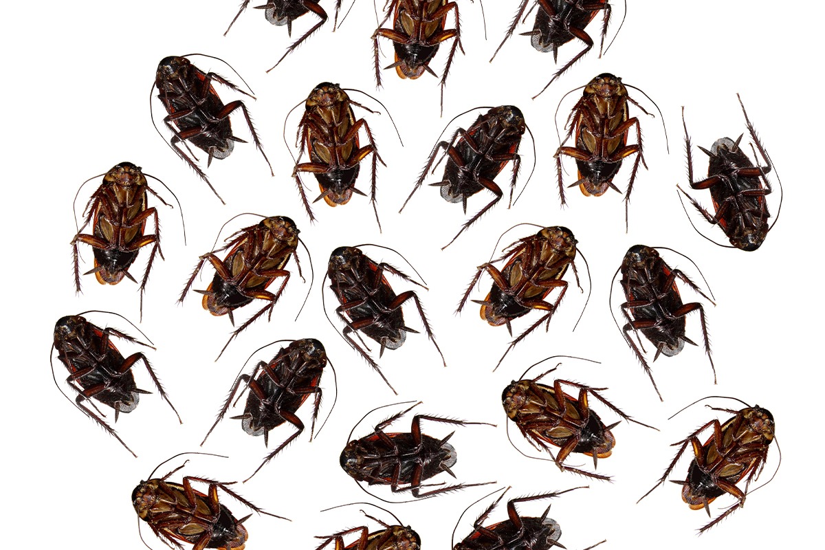 Blatte et cafard extermination