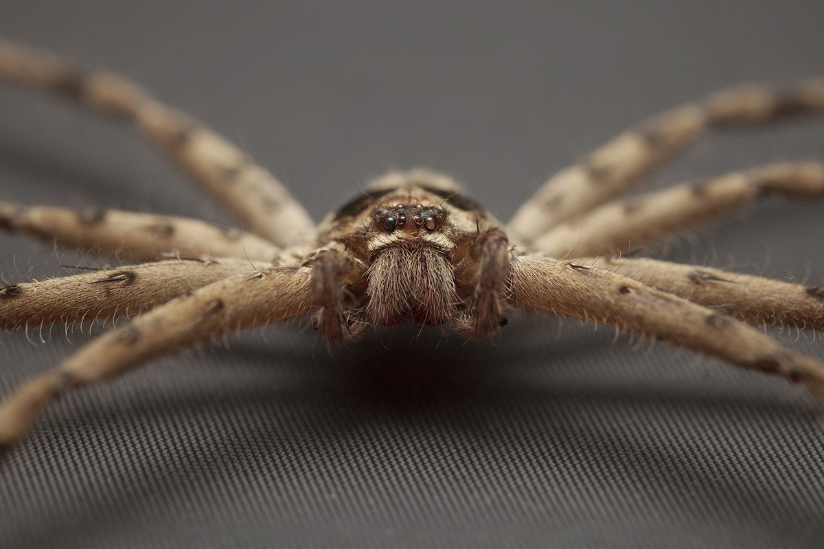 Extermination araignee spider