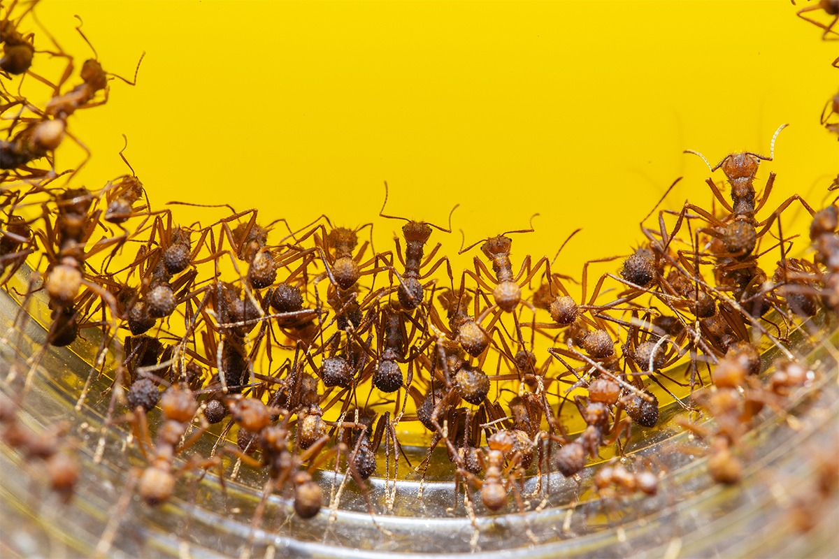 Fourmi ant invasion extermination