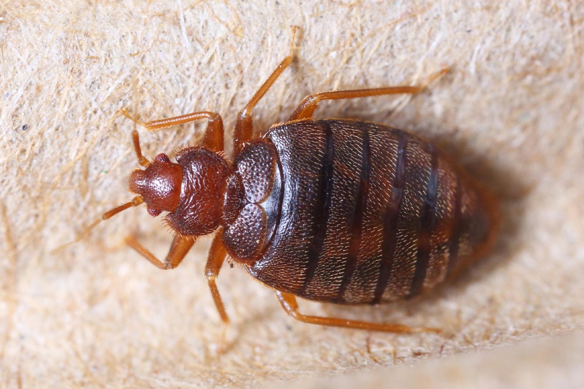 Punaise de lit bed bug extermination